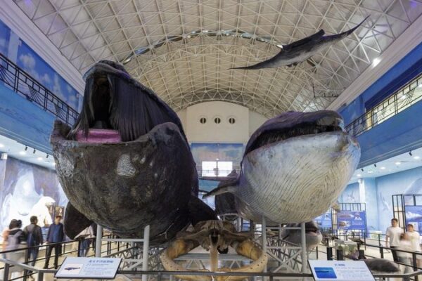 Dalian Natural History Museum Sees Surge in Tourism Amid Coastal City’s Popularity Dalian Natural History Museum Sees Surge in Tourism Amid Coastal City's Popularity