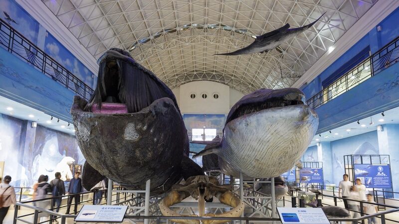 Dalian Natural History Museum Sees Surge in Tourism Amid Coastal City's Popularity