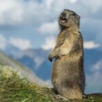 Dancing Marmots: Infrared Camera Captures Hilarious 'Duet' in NW China video poster