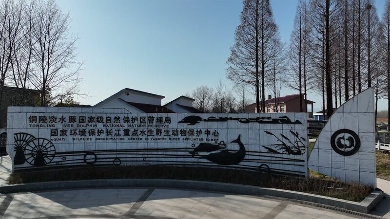 Datong's Guardians: Protecting the Yangtze Finless Porpoise in Anhui video poster