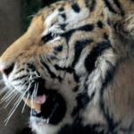 Deaths of 20 Siberian Tigers at East China Zoo Under Investigation
