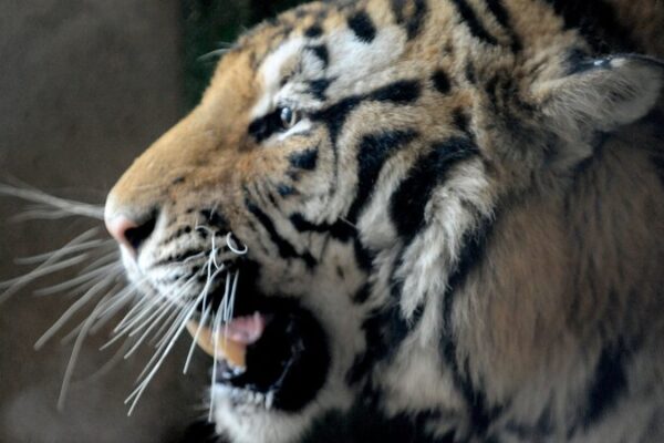 Deaths of 20 Siberian Tigers at East China Zoo Under Investigation Deaths of 20 Siberian Tigers at East China Zoo Under Investigation