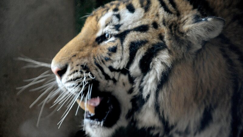Deaths_of_20_Siberian_Tigers_at_East_China_Zoo_Under_Investigation - Khabar Asia Deaths of 20 Siberian Tigers at East China Zoo Under Investigation