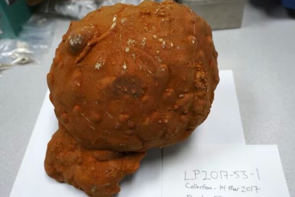 Deep-Sea Sponges Reveal Earth's Warming Began Sooner Than Believed