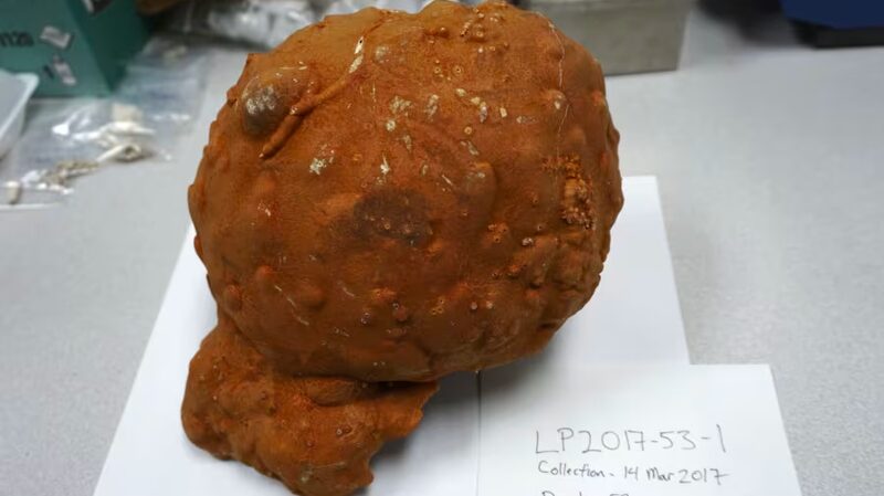 Deep-Sea Sponges Reveal Earth's Warming Began Sooner Than Believed