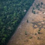 Deforestation_in_Amazon_Drops_to_Lowest_Level_Since_2016__Brazil_Reports