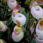 Dendrobiums Steal the Show at Kunming's First Orchid Exhibition