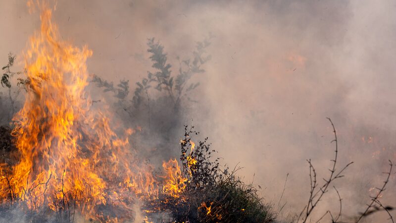 Devastating_Wildfires_Sweep_Through_Brazil_s_Sugarcane_Fields - Khabar Asia Devastating_Wildfires_Sweep_Through_Brazil_s_Sugarcane_Fields