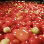 Digital_Agriculture_Transforms_Tomato_Farming_in_Xinjiang_s_Yanqi_Oasis