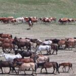 Discover Inner Mongolia's Golden Grazing Season: Life on the Summer Pastures video poster