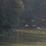 Discover Mingxi County: China's Hidden Paradise for Migratory Birds video poster