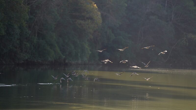 Discover_Mingxi_County_Chinas_Hidden_Paradise_for_Migratory_Birds_poster - Khabar Asia Discover Mingxi County: China's Hidden Paradise for Migratory Birds video poster