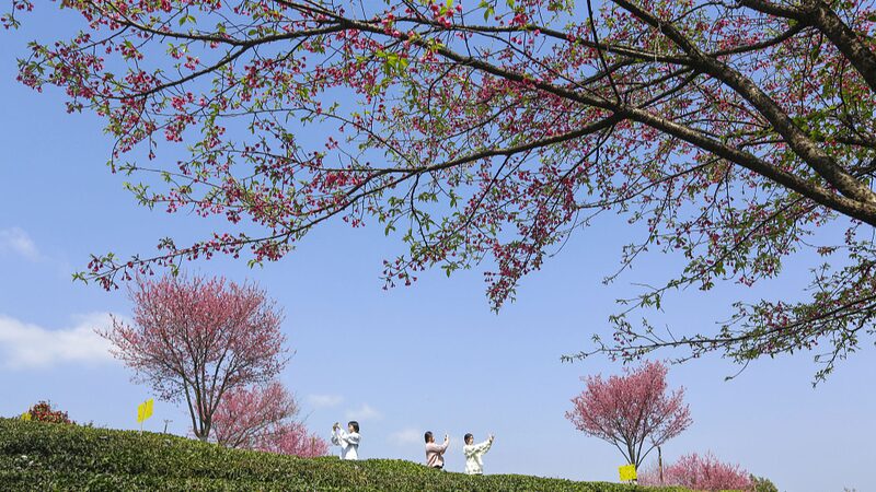 Discover_the_Enchanting_Spring_Blooms_Across_the_Chinese_Mainland - Khabar Asia Discover the Enchanting Spring Blooms Across the Chinese Mainland