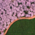 Discover the Enchanting Spring Landscapes Across China