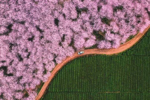 Discover the Enchanting Spring Landscapes Across China Discover the Enchanting Spring Landscapes Across China