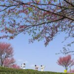 Discover the Enchanting Spring Landscapes Across China video poster