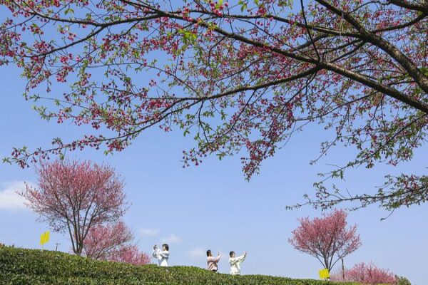 Discover the Enchanting Spring Landscapes Across China Discover the Enchanting Spring Landscapes Across China video poster