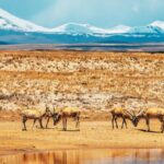Discover_the_Majestic_Tibetan_Antelopes_on_the_Qinghai_Xizang_Highway
