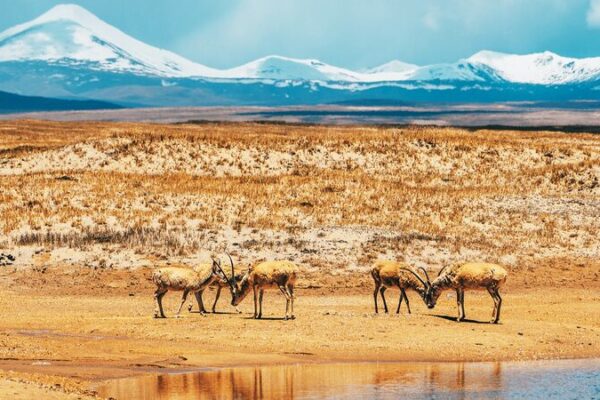 Discover the Majestic Tibetan Antelopes on the Qinghai-Xizang Highway Discover_the_Majestic_Tibetan_Antelopes_on_the_Qinghai_Xizang_Highway