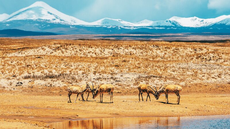Discover_the_Majestic_Tibetan_Antelopes_on_the_Qinghai_Xizang_Highway - Khabar Asia Discover_the_Majestic_Tibetan_Antelopes_on_the_Qinghai_Xizang_Highway