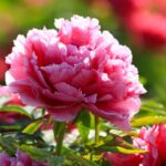 Discover the Peony Capital of China: Heze's Blooming Marvel video poster