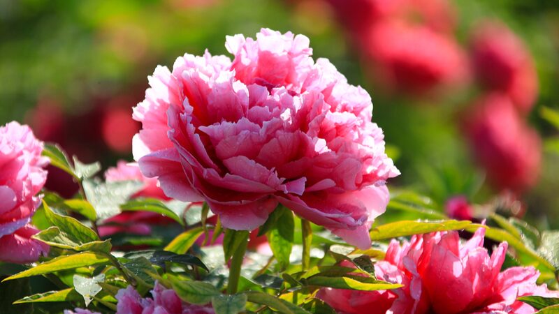 Discover the Peony Capital of China: Heze's Blooming Marvel video poster