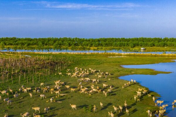 Discover the Splendor of Dafeng Milu Nature Reserve in Eastern China Discover the Splendor of Dafeng Milu Nature Reserve in Eastern China video poster