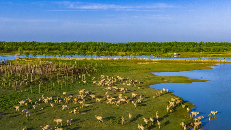 Discover_the_Splendor_of_Dafeng_Milu_Nature_Reserve_in_Eastern_China_poster - Khabar Asia Discover the Splendor of Dafeng Milu Nature Reserve in Eastern China video poster