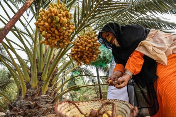 Discover the UAE’s Cultural Heritage at the 20th Liwa Date Festival Discover_the_UAE_s_Cultural_Heritage_at_the_20th_Liwa_Date_Festival video poster