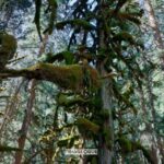 Discover the Untouched Beauty of Mount Siguniang's Enchanting Forests