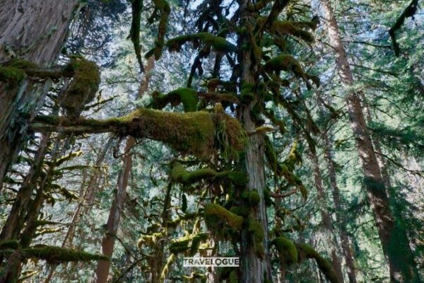 Discover the Untouched Beauty of Mount Siguniang’s Enchanting Forests Discover the Untouched Beauty of Mount Siguniang's Enchanting Forests
