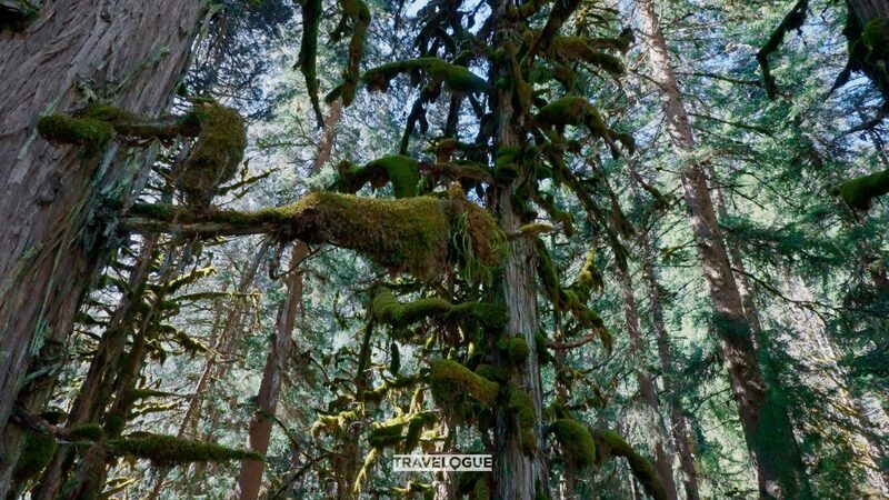 Discover the Untouched Beauty of Mount Siguniang's Enchanting Forests