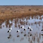 Discover_the_Winter_Stopover_for_Migratory_Birds_in_Shandong video poster