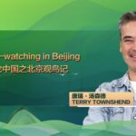 Discovering Beijing's Urban Wildlife: Bird-Watching Through a Conservationist's Eyes