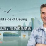 Discovering Beijing's Wild Side: A Birdwatcher's Paradise video poster