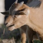 Discovering Dongshuang Island: Natural Pasture of Eastern Fujian's White-Browed Goats