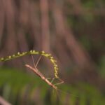 Discovering Hainan's Enchanting World of Insects video poster