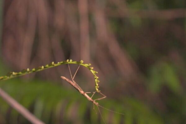 Discovering Hainan’s Enchanting World of Insects Discovering Hainan's Enchanting World of Insects video poster