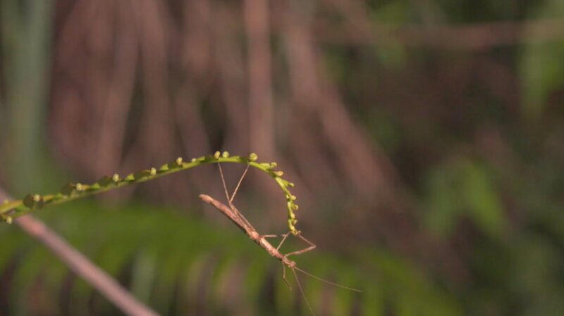 Discovering Hainan's Enchanting World of Insects video poster