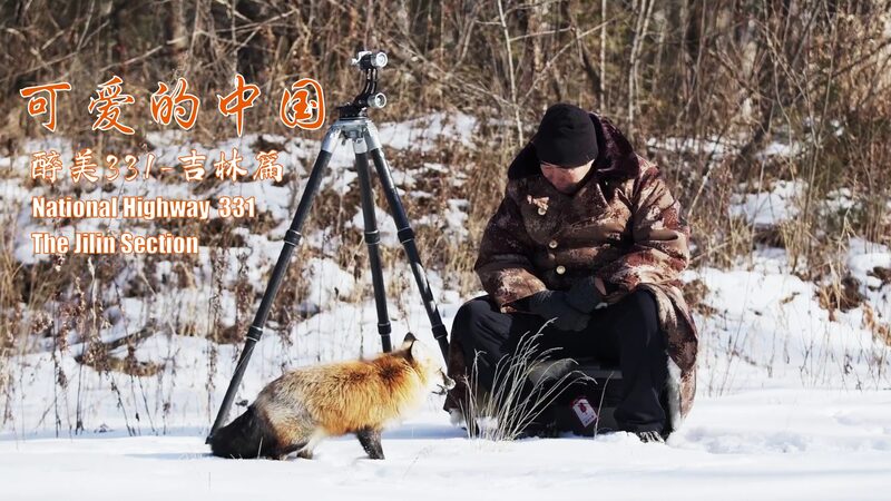 Discovering_Hidden_Wildlife_Along_China_s_National_Highway_331_with_Photographer_Wan_Xingfu_poster - Khabar Asia Discovering_Hidden_Wildlife_Along_China_s_National_Highway_331_with_Photographer_Wan_Xingfu video poster