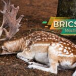 Discovering_Iran_s_Wildlife_Wonders__Home_of_the_Asiatic_Cheetah