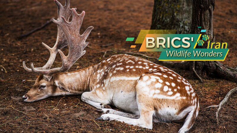 Discovering_Iran_s_Wildlife_Wonders__Home_of_the_Asiatic_Cheetah - Khabar Asia Discovering_Iran_s_Wildlife_Wonders__Home_of_the_Asiatic_Cheetah