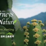 Discovering_Royles_Spurge_The_Hegemon-Kings_Whip_of_Yunnans_Red_River_Valley_poster - Khabar Asia Discovering Royle's Spurge: The 'Hegemon-King's Whip' of Yunnan's Red River Valley video poster