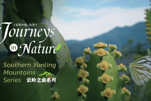 Discovering Royle’s Spurge: The ‘Hegemon-King’s Whip’ of Yunnan’s Red River Valley Discovering Royle's Spurge: The 'Hegemon-King's Whip' of Yunnan's Red River Valley video poster