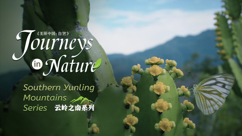 Discovering Royle's Spurge: The 'Hegemon-King's Whip' of Yunnan's Red River Valley video poster