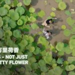 Discovering the Lotus Legacy at Honghu Lake in Hubei Province video poster