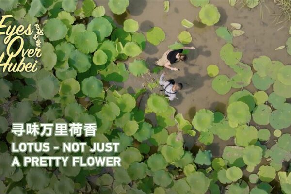 Discovering the Lotus Legacy at Honghu Lake in Hubei Province video poster
