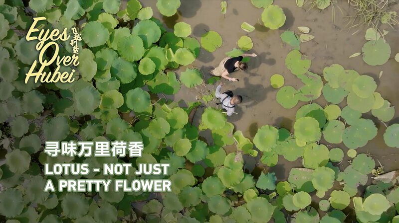 Discovering_the_Lotus_Legacy_at_Honghu_Lake_in_Hubei_Province_poster - Khabar Asia Discovering the Lotus Legacy at Honghu Lake in Hubei Province video poster