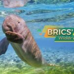 Discovering_the_Majestic_Arabian_Oryx_in_the_United_Arab_Emirates