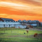 Discovering_the_Untouched_Beauty_of_Hulun_Buir_Grassland_in_Inner_Mongolia